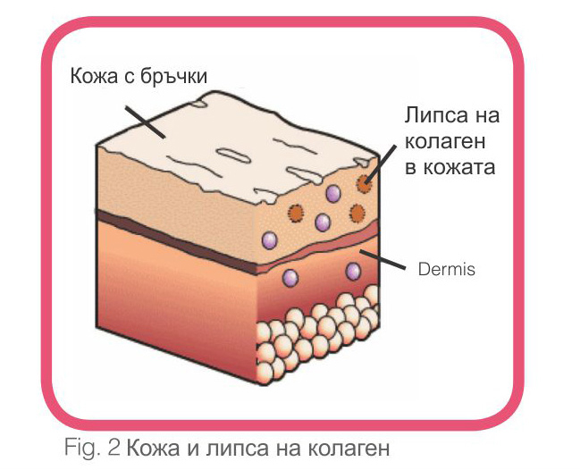Колаген за кожа